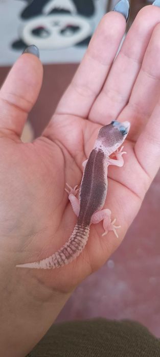 Gekon Eublefar Lamparci Total Eclipse Pied
