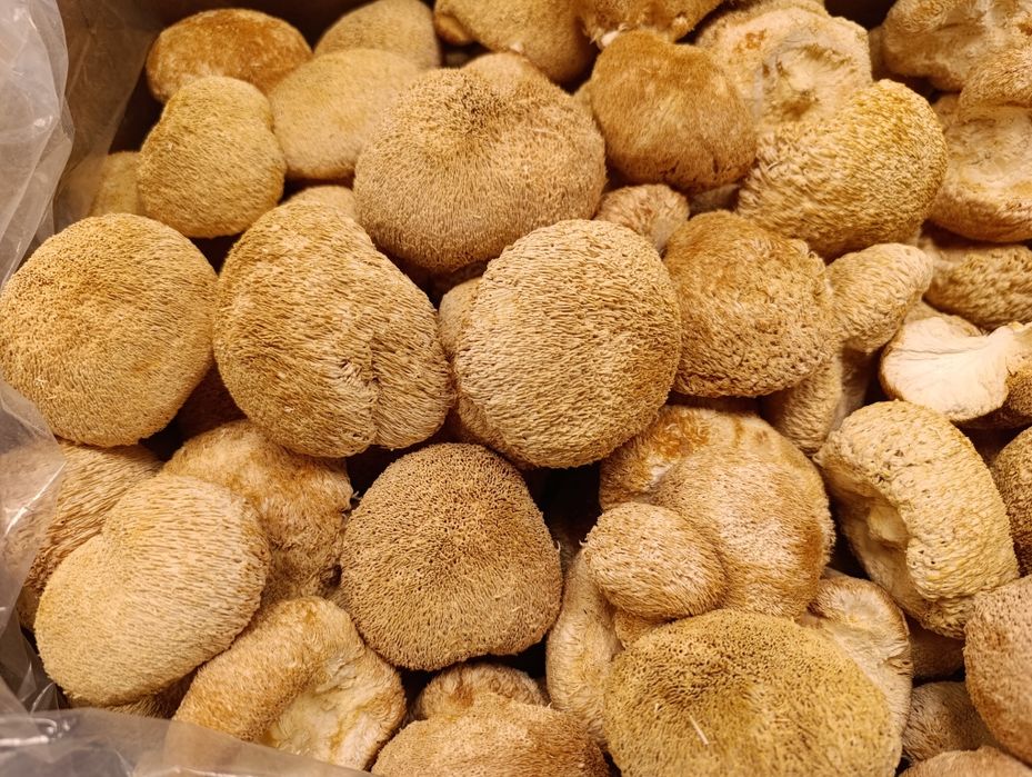 100 г. Ежовик гребенчатый гриб