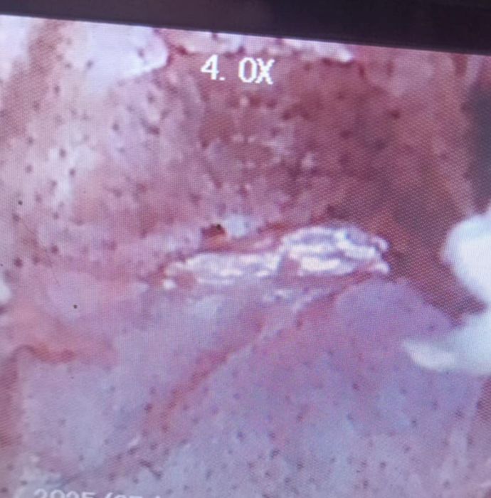 Samica  Psalmopoeus Victori L9