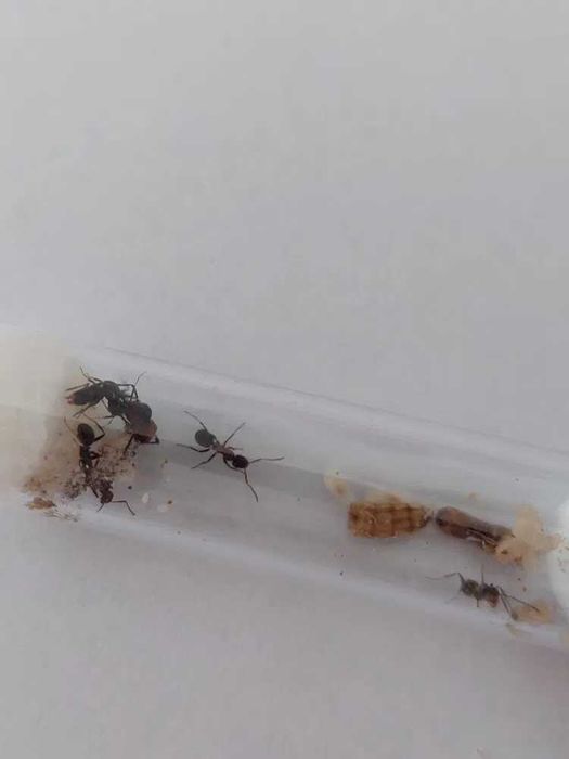 BESTSELLER! Królowa Formica Sanguinea + potomstwo
