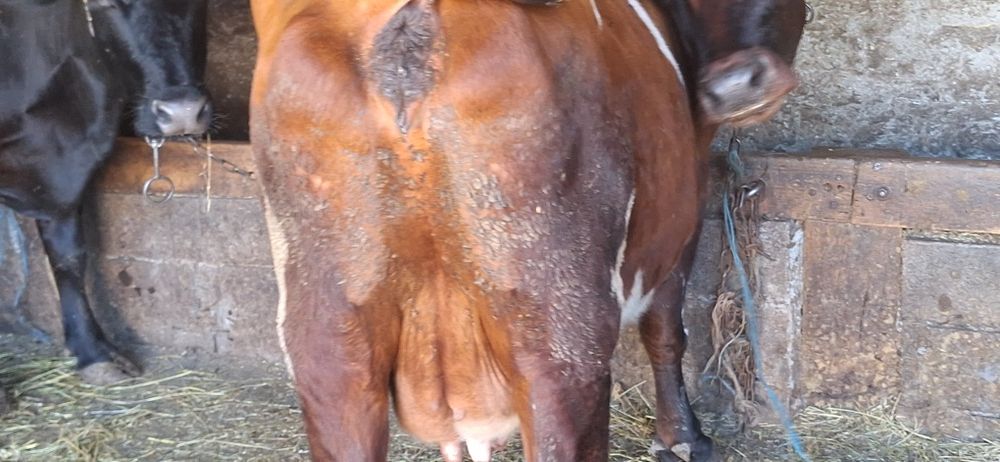 Продаётся корова