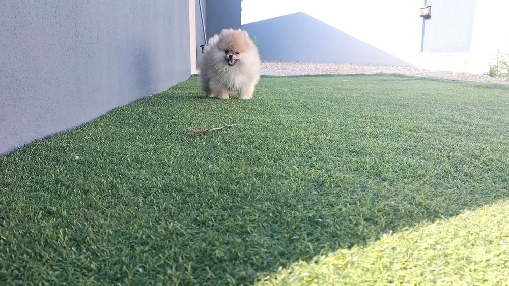 Lulu da Pomerânia macho com LOP (Pedigree) e Afixo