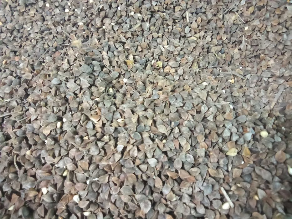 Gryka sprzedam zbiór 2025