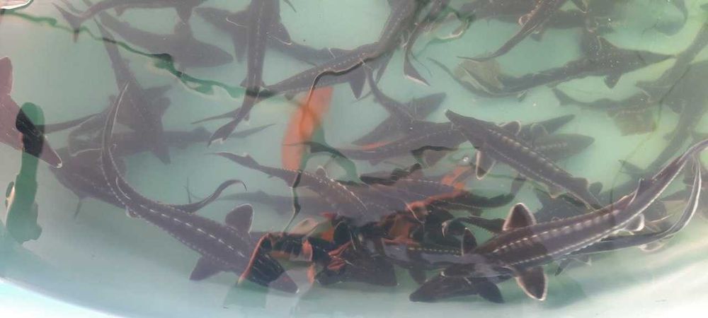 Рибна ферма вирощує осетра