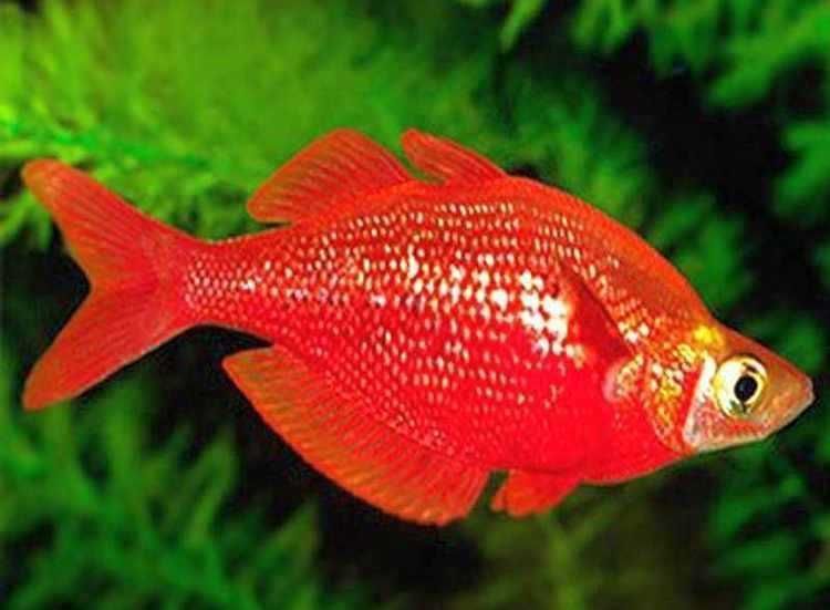 Tęczanka czerwona - Glossolepis incisus - dowóz, wysyłka