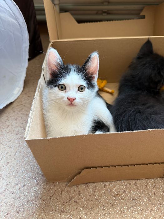Маленькие котики ищут своих людей