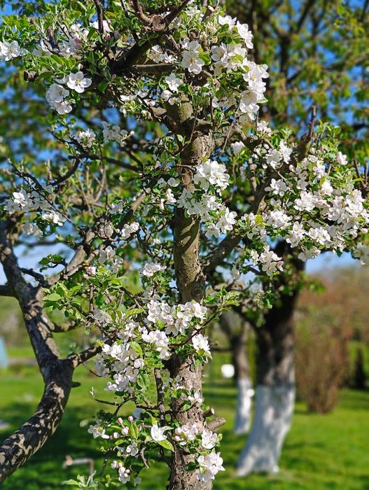 Działka ROD Bolesławiec