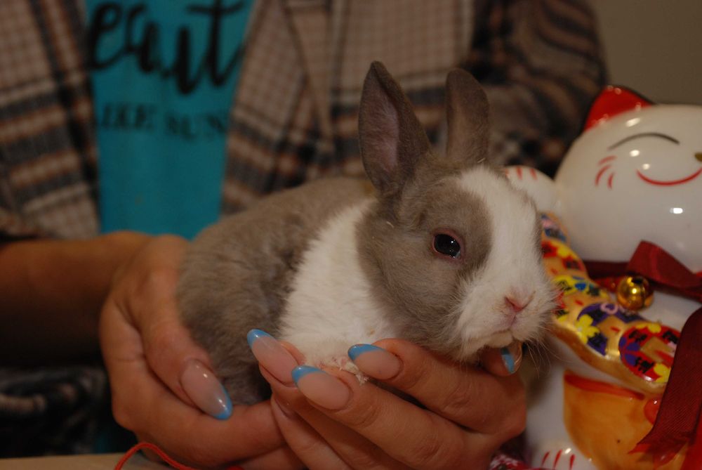 Кролик Рекс, кудрявый кролик, гипоаллергенный кролик