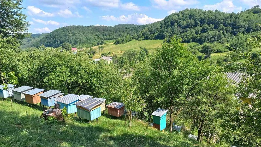 Бджолопакети, карпатка