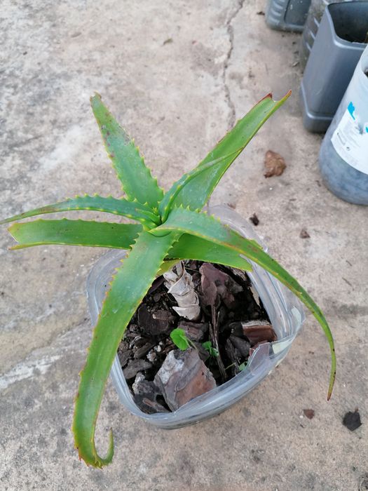 Aloe Vera excelentes