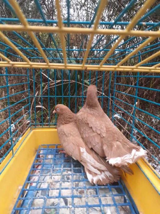 LENTACZE  Żarowy Tulski czerwone i żółte pary