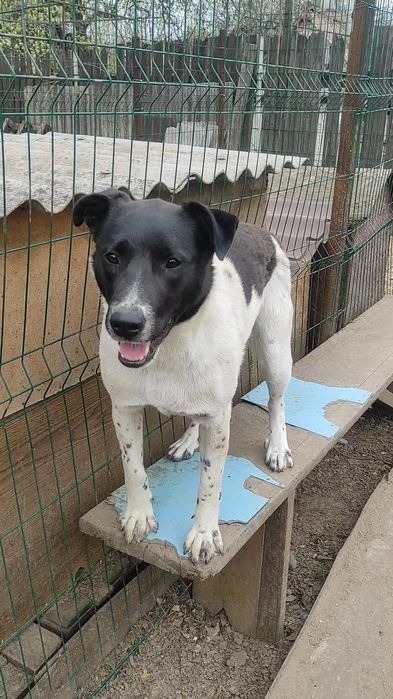 Цуценя в добрі руки