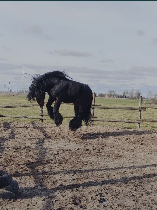 Ogier zimnokrwisty w typie sztumskim