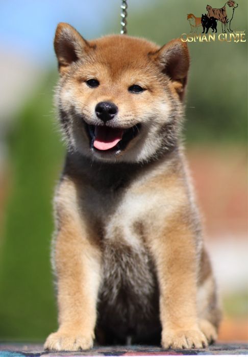 Дуже перспективний хлопчик Шиба іну Сіба іну SHIBA проф .розплідник