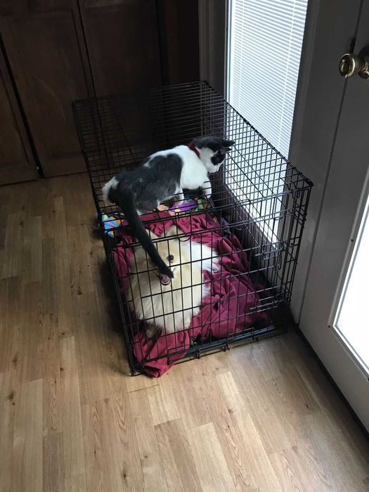 Клітка для собак Польша, клетка переноска вольер для собак XXL-X/S