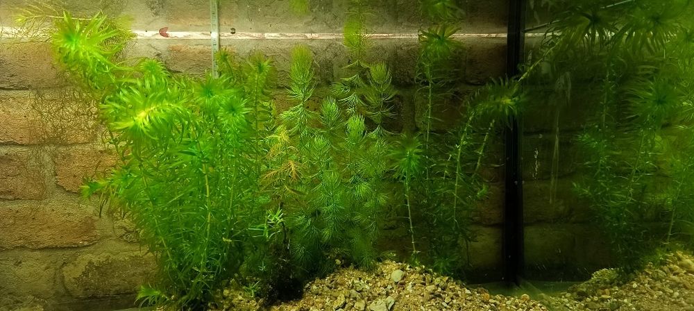Roślinki do akwarium moczarka