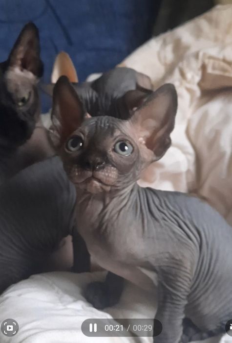 Черные Канадские принцы