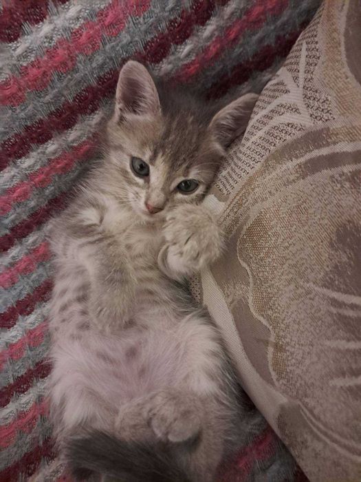 Кошеня в добрі руки