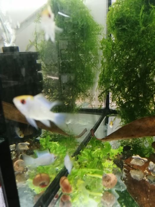 Ramireza electric blue