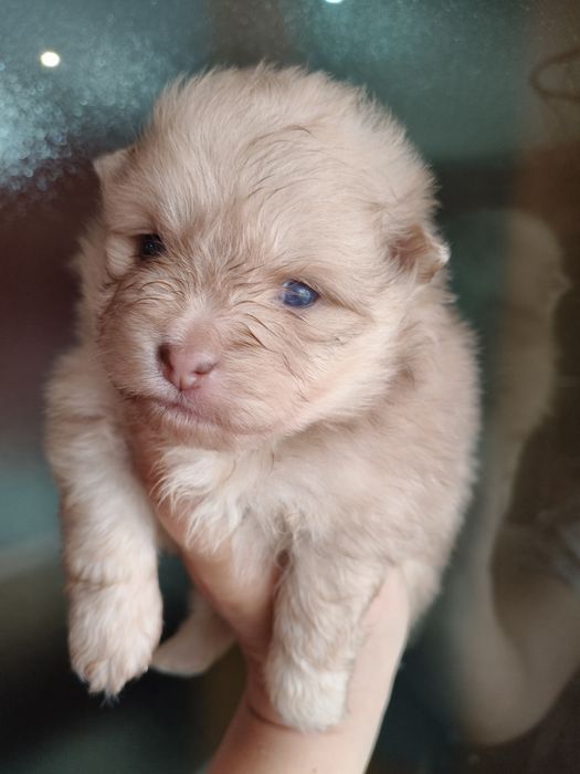 Spitz alemão menino Red Merle