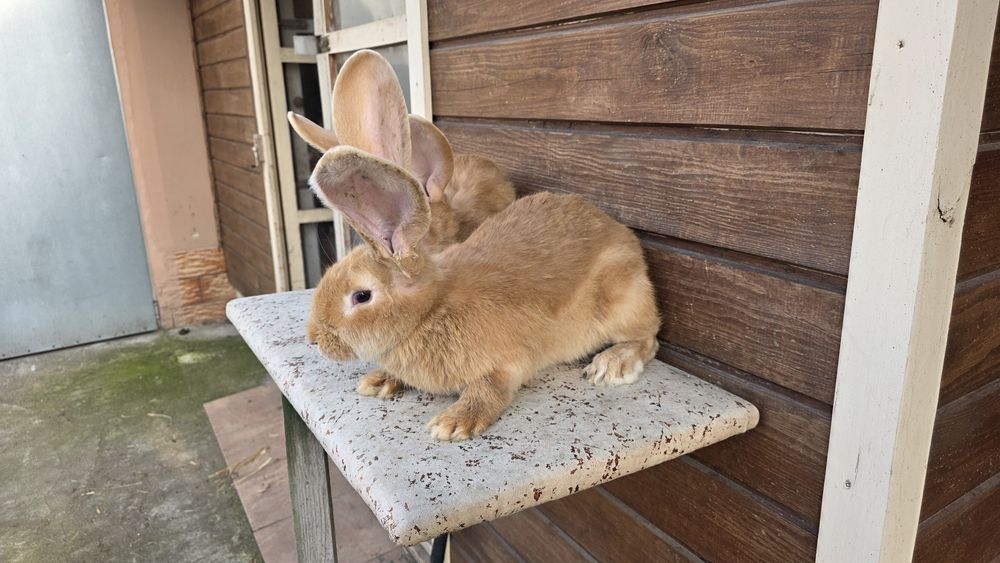 Olbrzym belgijski zolty