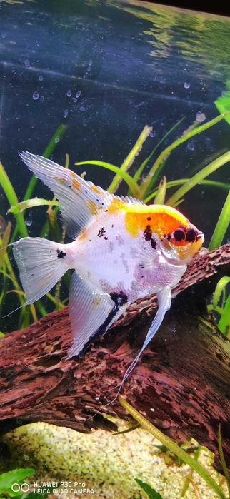 SKALAR KOI Duży 12cm