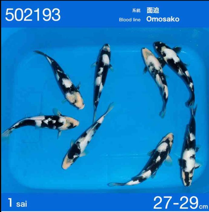 Продам карпов кои импорт с Японии