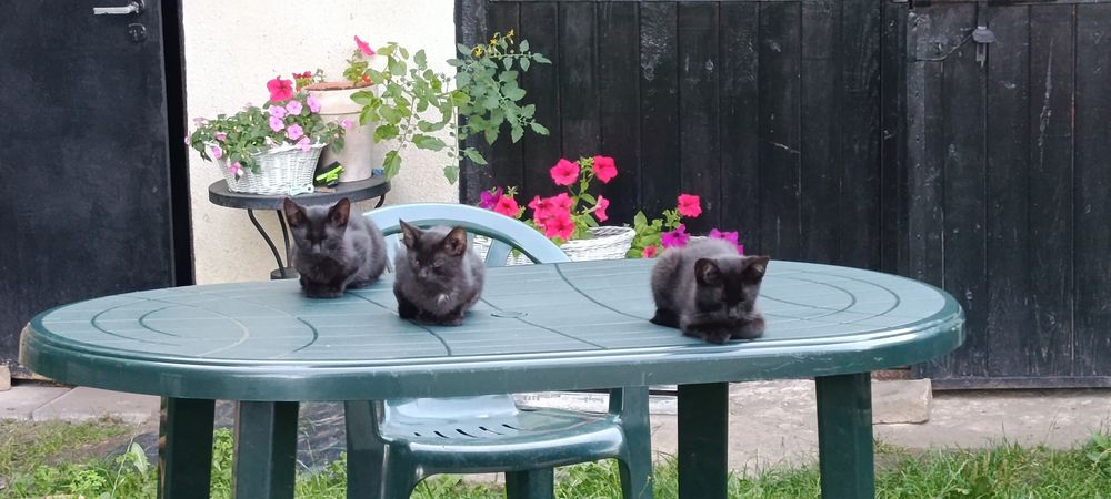 Cudowne 3  kocięta do adopcji