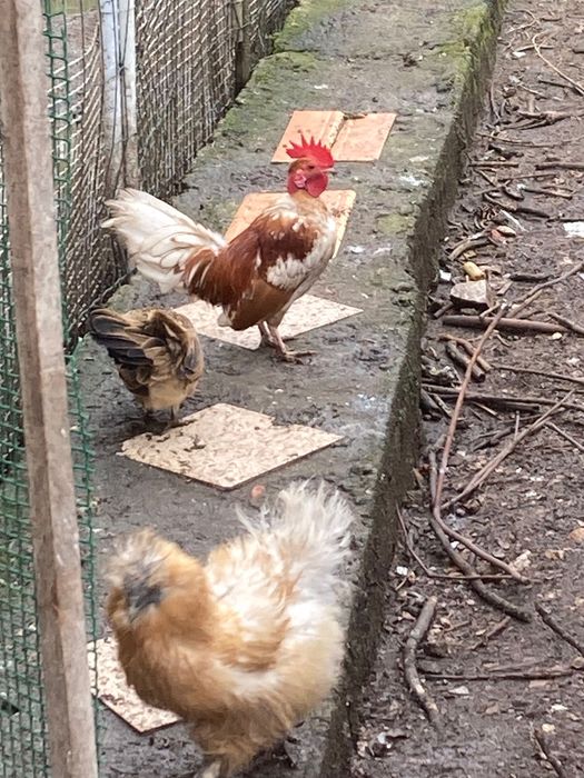 Vendo galos raça garnisé mini