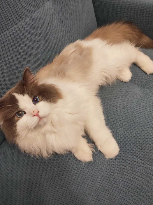 Ragdoll Blue Bicolor (REZERWACJA)
