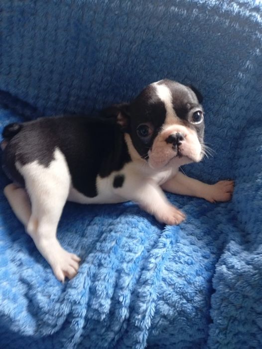 Magnífica fêmea Buldogue Francês Tigrado