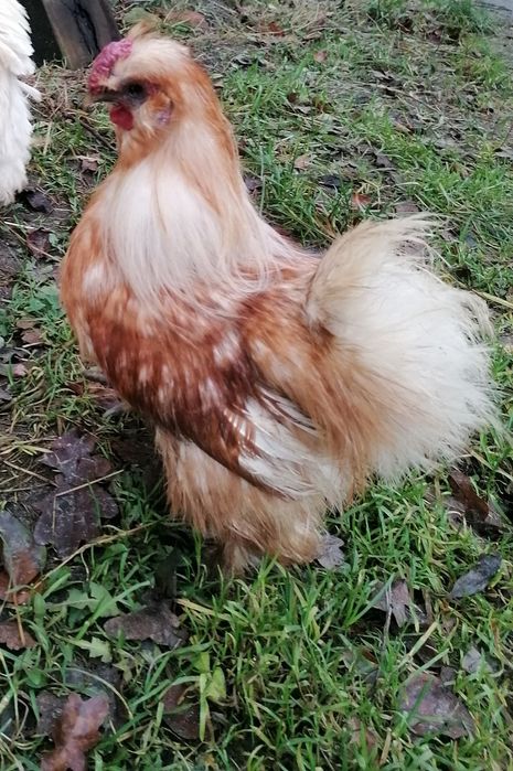 Koguty silka 1 sztuka