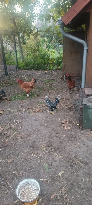 Sprzedam liliputki
