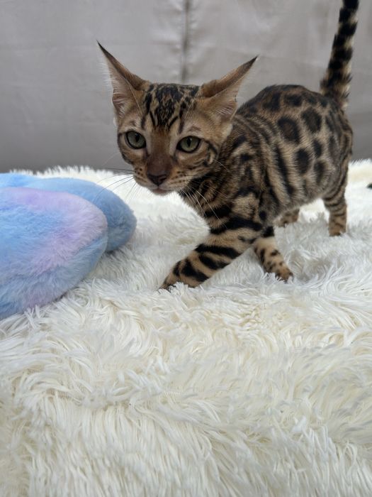 Przepięknej urody kocurek bengalski