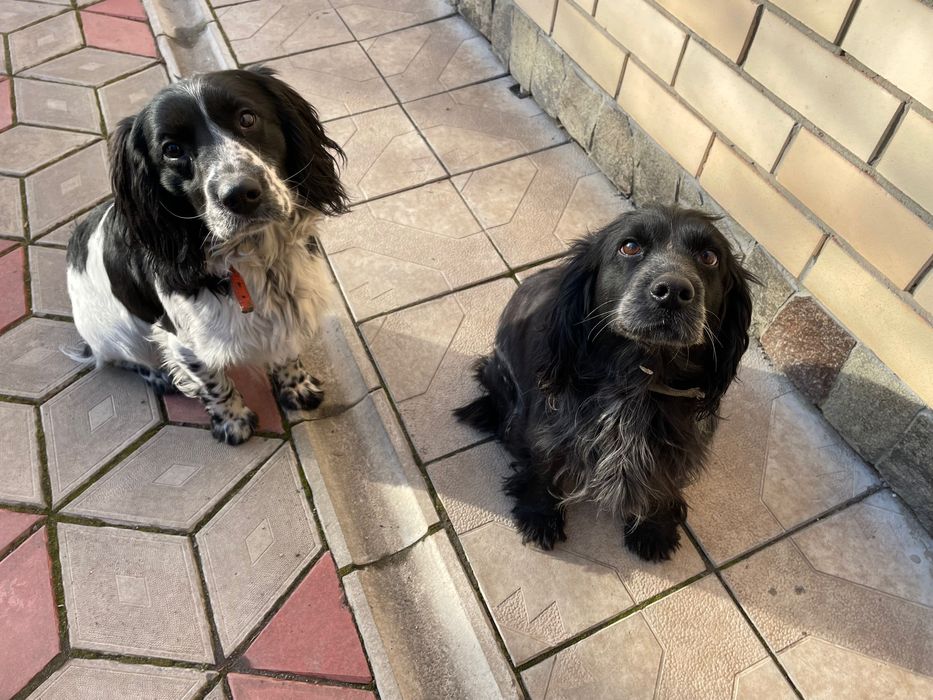 Цуценя породи Спанієль Російська