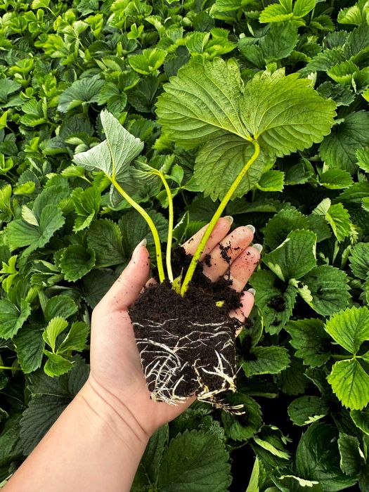 OKAZJA! Sadzonki truskawek w doniczkach prosto od producenta 15 odmian