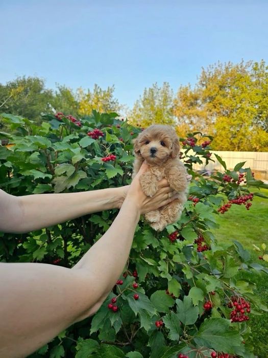 Преміальні Мальтипу F-2 F-1