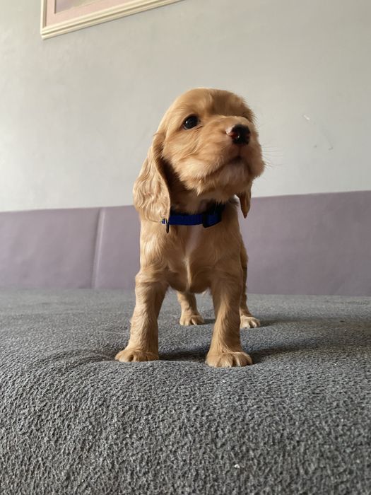 Англійський кокер спаніель