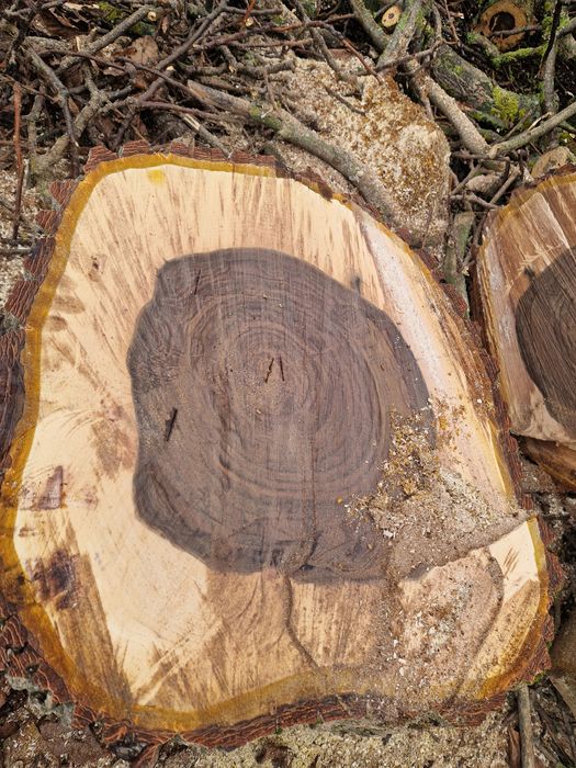 Горіх, деревина, кругляк, свіжоспиляний