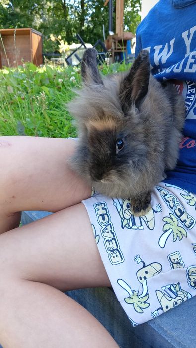 Króliki miniaturki Karzełki Teddy samiczki