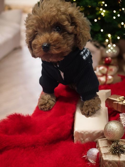 Pudel Toy miniaturka samiec do odbioru bad genetyczne