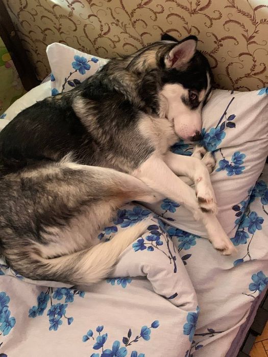 Віддамо в добрі руки..