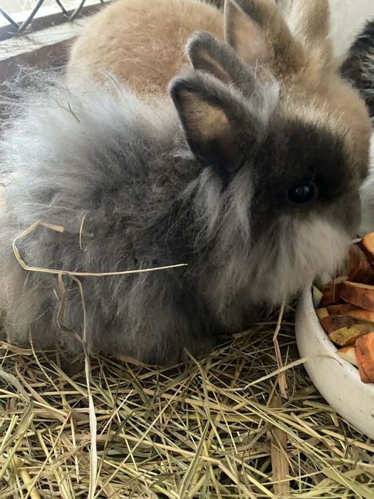 Króliki miniaturka został ostatni samiec