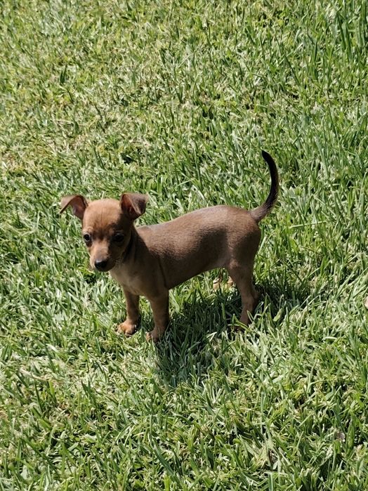 Fêmea Pinscher disponível