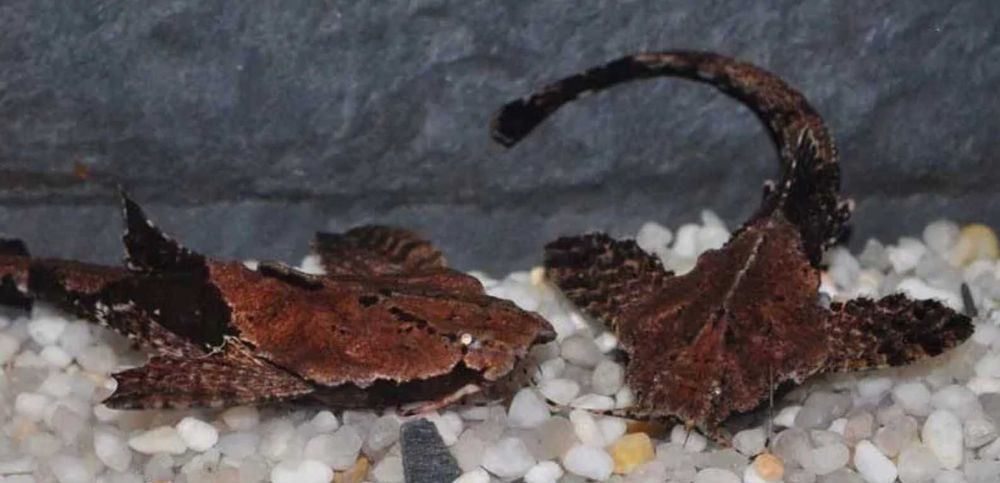 Sum Drewniak Rybka Akwariowa