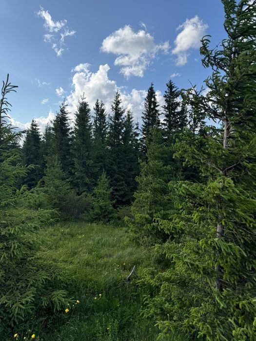 Рівна ділянка, під будову. Межує з лісом. 40 соток в Дземброні