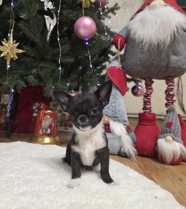 Чарівні міні чихуахуа.