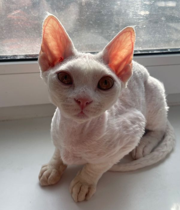 Девон рекс кошенята