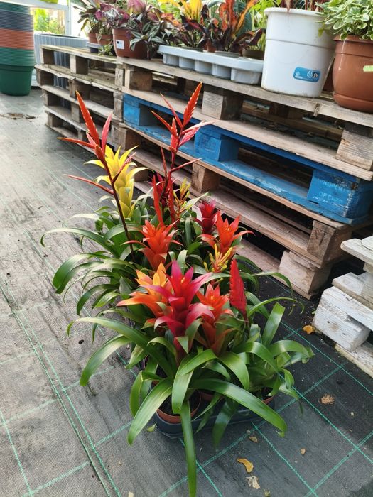 Bromélias variadas - planta em vaso