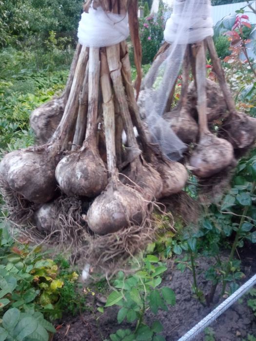 Домашній натуральний часник
